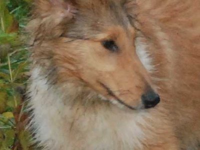 Osterix DSC 4506a