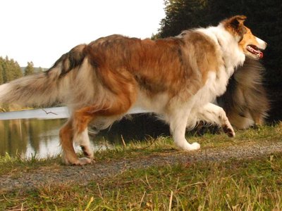 Hasel DSC 4413