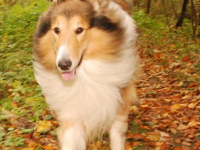 Jacko DSC 4200