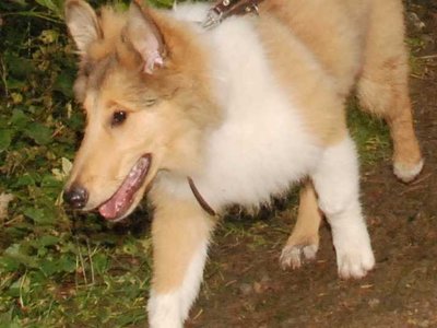 Onyx DSC 4442a