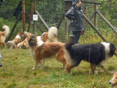 Chandra Fox Lions Treffen 2013 10
