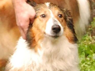 Hasel DSC 3203b