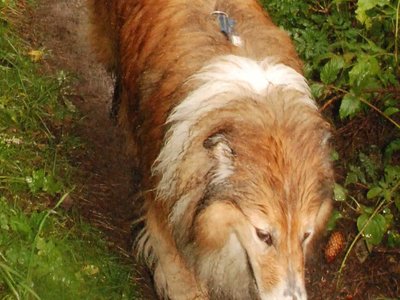 Indy DSC 3176a